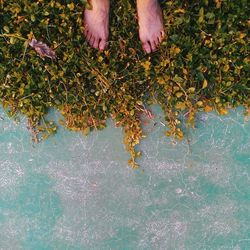 Leaves floating on water