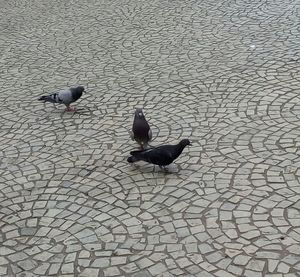 Bird on cobblestone