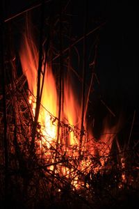 Close-up of bonfire in forest at night