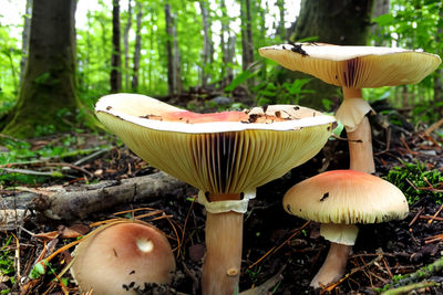 Close-up of mushrooms growing in forest