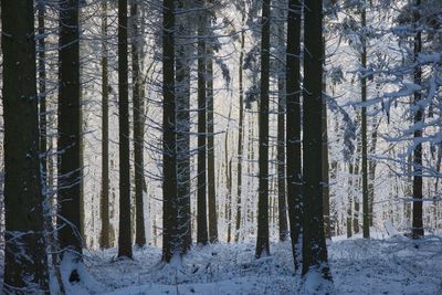 Trees in forest in winter