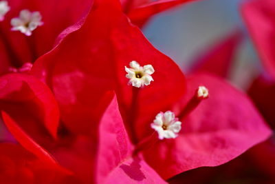 Close-up of red hibiscus blooming outdoors