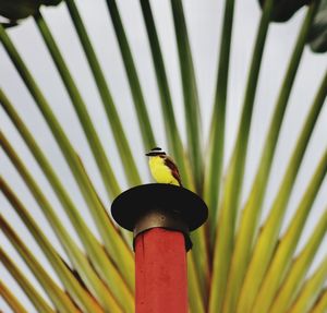 Close-up of bird perching on palm leaf