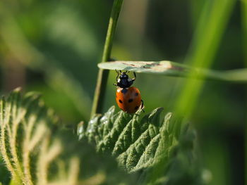 Close-up of ladybug on plant