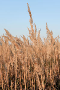 Dry flowers of pampas grass on the blue sky outdoors are moving. natural background
