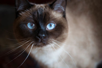 Close-up portrait of cat