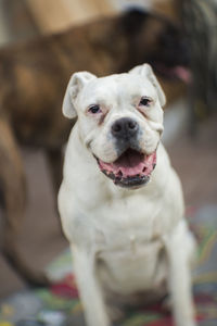 Portrait of boxer