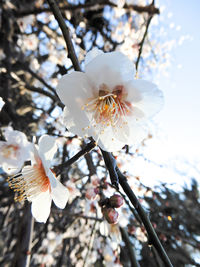 White apple blossoms in spring