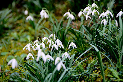 Close-up of white flowers blooming outdoors