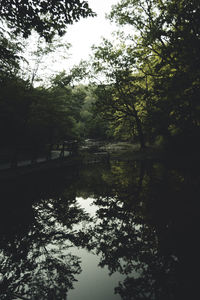 Reflection of trees in water