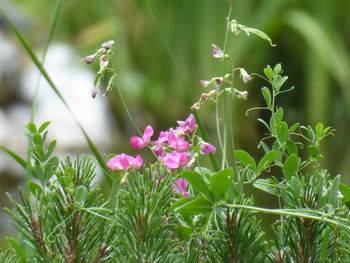 Close-up of pink flowering plant