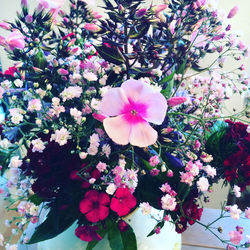 Close-up of pink flowers