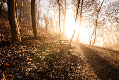 Sunlight streaming through trees in forest during autumn