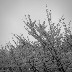 Low angle view of bare tree against sky