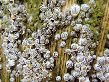 Close-up of barnacles on wood