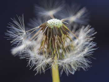 Close-up of dandelion against black background