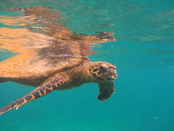 Close-up of turtle swimming in water