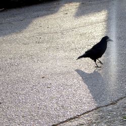 High angle view of bird perching on road