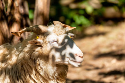 Close-up of an animal on field