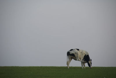 Cow grazing on field against sky