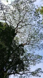 Low angle view of cherry tree against clear sky