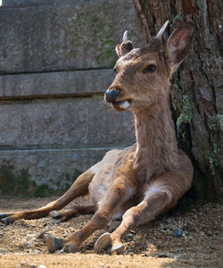 Deer relaxing against tree trunk