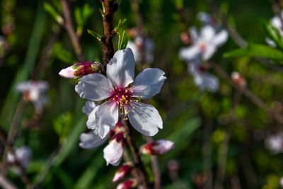 Close-up of white flowering plant