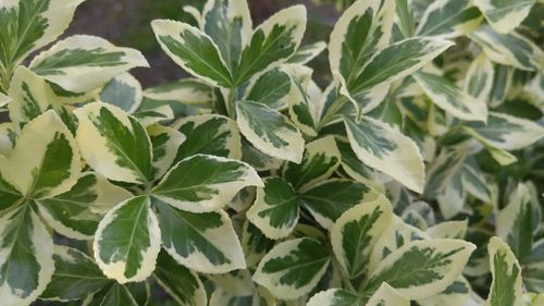 High angle view of plants