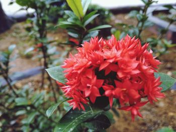 Close-up of red flower