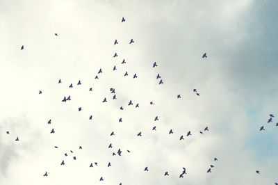 Low angle view of birds flying in sky