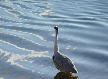 High angle view of bird in lake