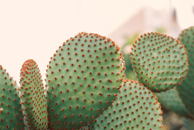 Close-up of prickly pear cactus