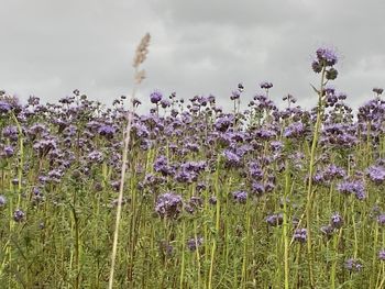 Close-up of purple flowering plants on field against sky