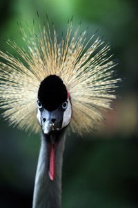 Close-up of grey crowned crane