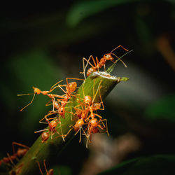 Close-up of insect