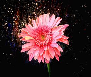 Close-up of pink daisy flower against black background