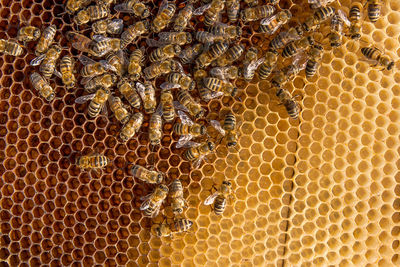 Full frame shot of bees on honeycomb