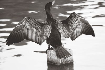 Close-up of bird perching on lake