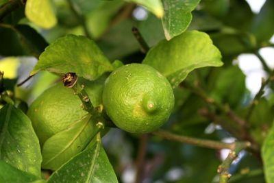 Close-up of fruits on tree