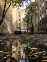 Reflection of trees in city