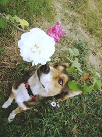 Dog standing on grassy field