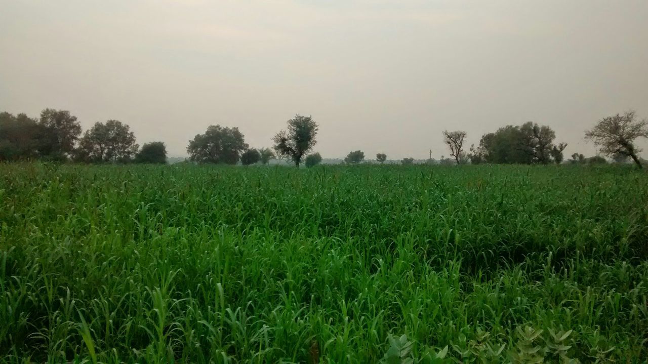 grass, field, tranquility, tranquil scene, growth, landscape, beauty in nature, grassy, green color, clear sky, nature, scenics, rural scene, copy space, agriculture, tree, sky, farm, crop, meadow