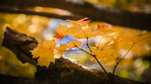 Close-up of autumn leaves on plant