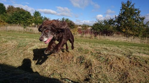 Dog running on field