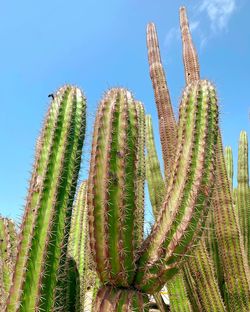 Cactus in aruba 