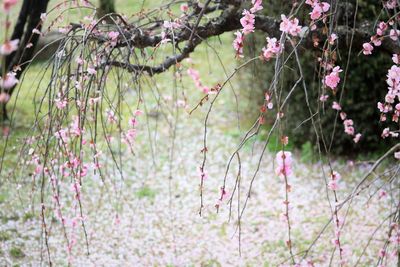 Close-up of pink flowering plants in garden