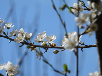 Close-up of cherry blossoms in spring