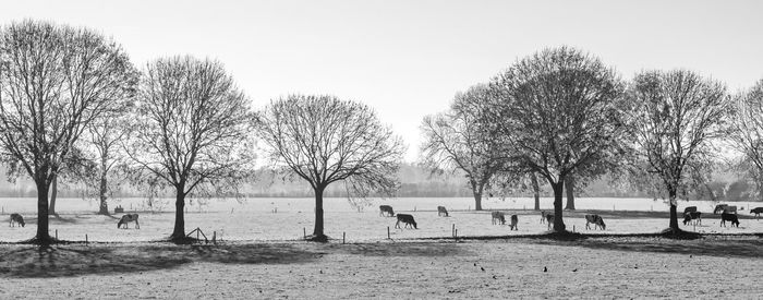 Bare trees on field against clear sky