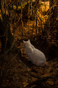 Duck sitting on ground