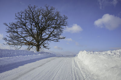 A famous oak tree that is called the seven stars tree, in the winter snow view, biei, hokkaido.